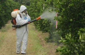 حيلة تكشف تعرض الفاكهة للرش بالمبيدات 