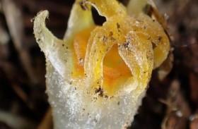 نبتة الفانوس المنقرضة تظهر من جديد