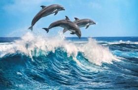 القضاء على 1400 دلفين 