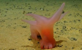 اكتشاف مخلوقات غريبة في أعماق المحيطات