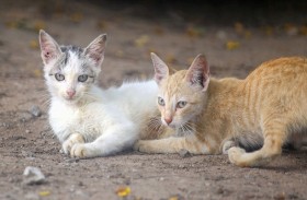 طفرة في كورونا تقتل قطط قبرص 