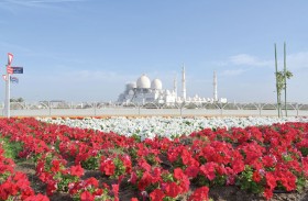 بلدية مدينة أبوظبي ترتقي بالمظهر الجمالي بزراعة 8 ملايين زهرة متنوعة