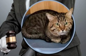 طرح حيوانات للبيع لتسديد الديون