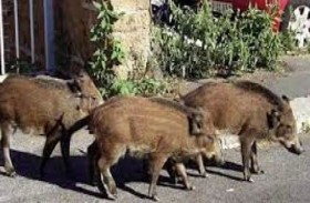 الخنازير البرية تغزو روما