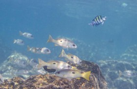 باحثون في جامعة نيويورك أبوظبي يحددون استراتيجيات فريدة تعتمد عليها الأسماك في أكثر المياه دفئاً في العالم