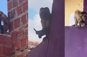 القرد السفاح.. يرعب بسكينه حياً سكنياً 