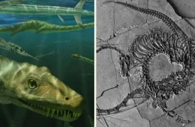 اكتشاف زاحف بحري عمره 240 مليون عام